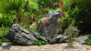 ★ Dream Aquarium ★ UHD Screensaver ★ 10 FishTanks ★ 60fps ★ [upl. by Tobe]