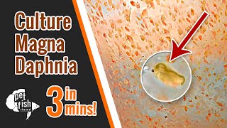 How to culture DAPHNIA MAGNA  The easy way [upl. by Eenahpets]