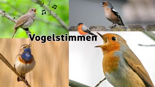 17 Vogelarten und ihr Gesang  17 bird species and their song 1 vogel [upl. by Harald983]