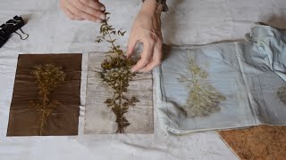 Ecoprinting on paper tutorial [upl. by Gibrian]