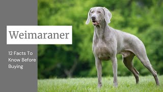 Weimaraner Dog Breed 12 Facts To Know Before Buying [upl. by Onitsuj]