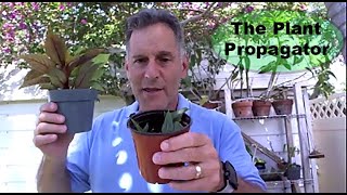 Propagation of Impatiens [upl. by Fox570]