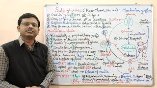 Diabetes Mellitus Part10 Mechanism of Action of Sulfonylurease  Antidiabetic Drugs  Diabetes [upl. by Lynde995]