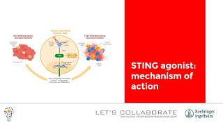 STING agonist mechanism of action [upl. by Doralyn]