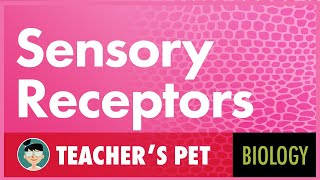 Sensory Receptors [upl. by Ttelrats]