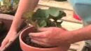 Potting cuttings of Ruellia brittoniana [upl. by Schroth]