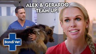 Dog Suddenly Stops Walking Can Alex amp Gerardo Find Out Why  Bondi Vet [upl. by Ecyor352]