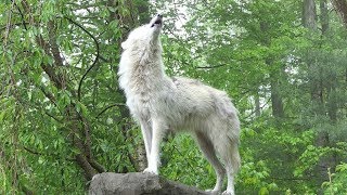 What 30 Wolves Howling Sounds Like [upl. by Ahsiryt982]