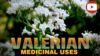 Valerian  A MEDICINAL POWERHOUSE Valeriana officinalis IDENTIFICATION amp USES [upl. by Silberman]