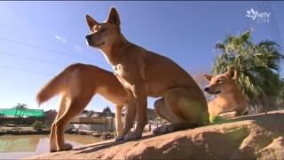 Are dingoes dangerous or just misunderstood [upl. by Landsman]