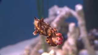 The Flamboyant Cuttlefish A Living Kaleidoscope [upl. by Millburn]