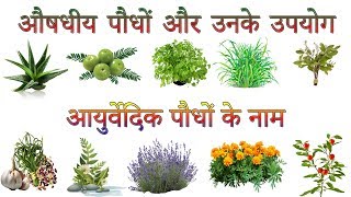 औषधीय पौधों और उनके उपयोग  Ayurvedic Plants Information In Hindi  आयुर्वेदिक पौधों के नाम [upl. by Roselyn]