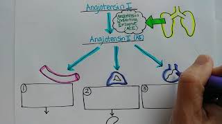 ReninAngiotensinAldosterone System [upl. by Nlycaj]