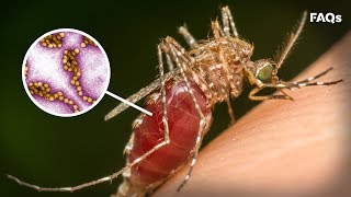 Mosquito season How to identify symptoms of West Nile virus  Just The FAQs [upl. by Terrej]