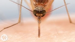 How Mosquitoes Use Six Needles to Suck Your Blood  Deep Look [upl. by Aivon]