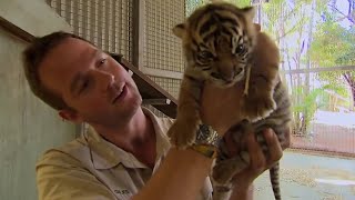 What Happens When Tigers Meet Humans  BBC Earth [upl. by Pathe]