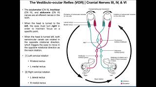 Vestibuloocular Reflex VOR  Structure amp Physiology [upl. by Attenal]