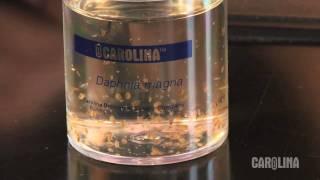 How to Care for Daphnia [upl. by Adnoraj]