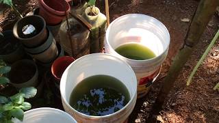 How to grow Green Water Algae [upl. by Hannie236]