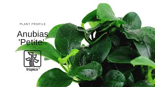 Anubias Petite [upl. by Lapham]