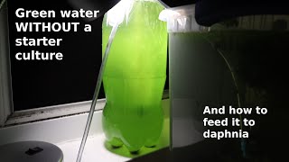 Green Water WITHOUT a Starter Culture  From Scratch  How To [upl. by Maunsell]