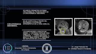 biometria fetal por trimestres [upl. by Pancho]