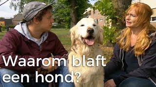 Waarom blaft een hond  Vragen van Kinderen [upl. by Anitneuq]