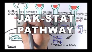 JAKSTAT Signalling Pathway [upl. by Aicetal]