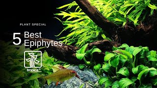 Top 5 Best Aquarium Plants to Attach to WoodRock [upl. by Anertal]