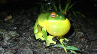 Redeyed tree frog [upl. by Libyc916]