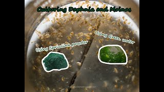 How To Culture Daphnia and Moinas using Green Water Spirulina powder [upl. by Cameron]