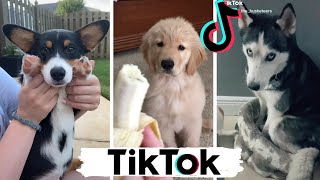 TIK TOK Doggos That Will Make You Laugh  Cutest TikTok Puppies  Dog Squad [upl. by Reifel]