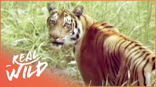 The Survival Of A Tiger TIger Documentary Real Wild [upl. by Alyss675]