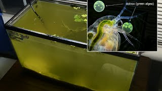 Raising Daphnia for the Freshwater Aquarium [upl. by Hobart]