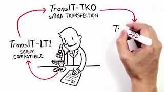 The Simplicity of Transfection [upl. by Enelcaj]