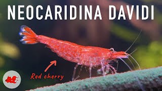 Crevettes Neocaridina davidi [upl. by Sdlonyer]