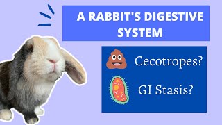 A Rabbits Digestive System Cecotropes and GI Stasis [upl. by Eemia]