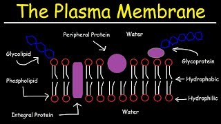 Fluid Mosaic Model of the Plasma Membrane  Phospholipid Bilayer [upl. by Enos]