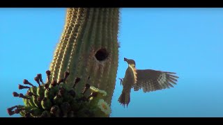 Saguaro Wilderness A Day in the Desert [upl. by Kopaz718]