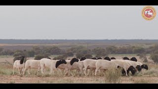 Dorper  Australias Preferred Meat Sheep [upl. by Pardo900]