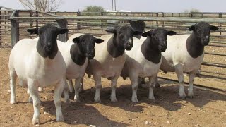 Dorper sheep in South Africa [upl. by Erfert413]