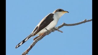 Bird ID Yellow Billed Cuckoo [upl. by Maon490]