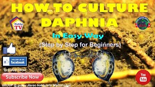 HOW TO CULTURE DAPHNIA In Easy Way [upl. by Oetsira]