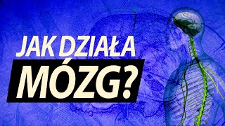 Ile informacji mieści się w mózgu [upl. by Finny257]