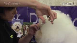 Grooming Guide  Bichon Frisé Show or Competition Trim  Pro Groomer [upl. by Memberg]