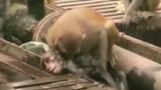 Motorcycle Monkey Tries To Kidnap Infant [upl. by Naesed931]