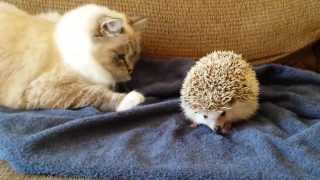 ORIGINAL VIDEO Kitty sits on hedgehog [upl. by Eilyah904]