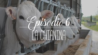 Valdichiana Lounge 6  La Chianina [upl. by Hacissej]