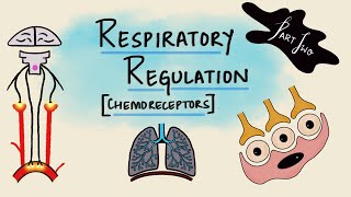 Respiratory Regulation  Part 2  Chemoreceptors  Chemical Regulation  Respiratory Physiology [upl. by Nnahgaem355]